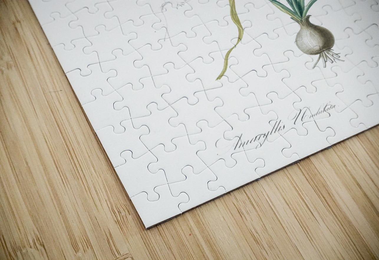 Amaryllis undulata illustration  IStockHistory com Puzzle