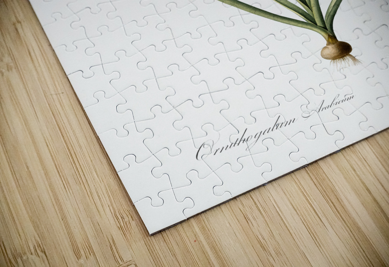 Arabian starflower illustration  IStockHistory com Puzzle