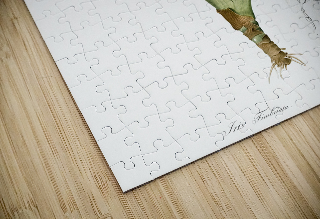 Iris fimbriata illustration  IStockHistory com Puzzle