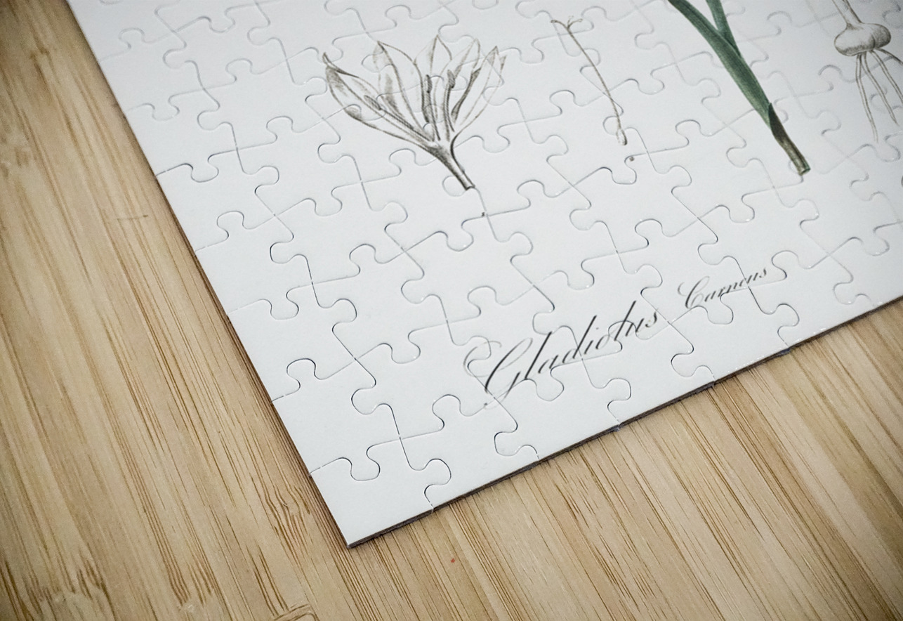 Painted lady illustration  IStockHistory com Puzzle