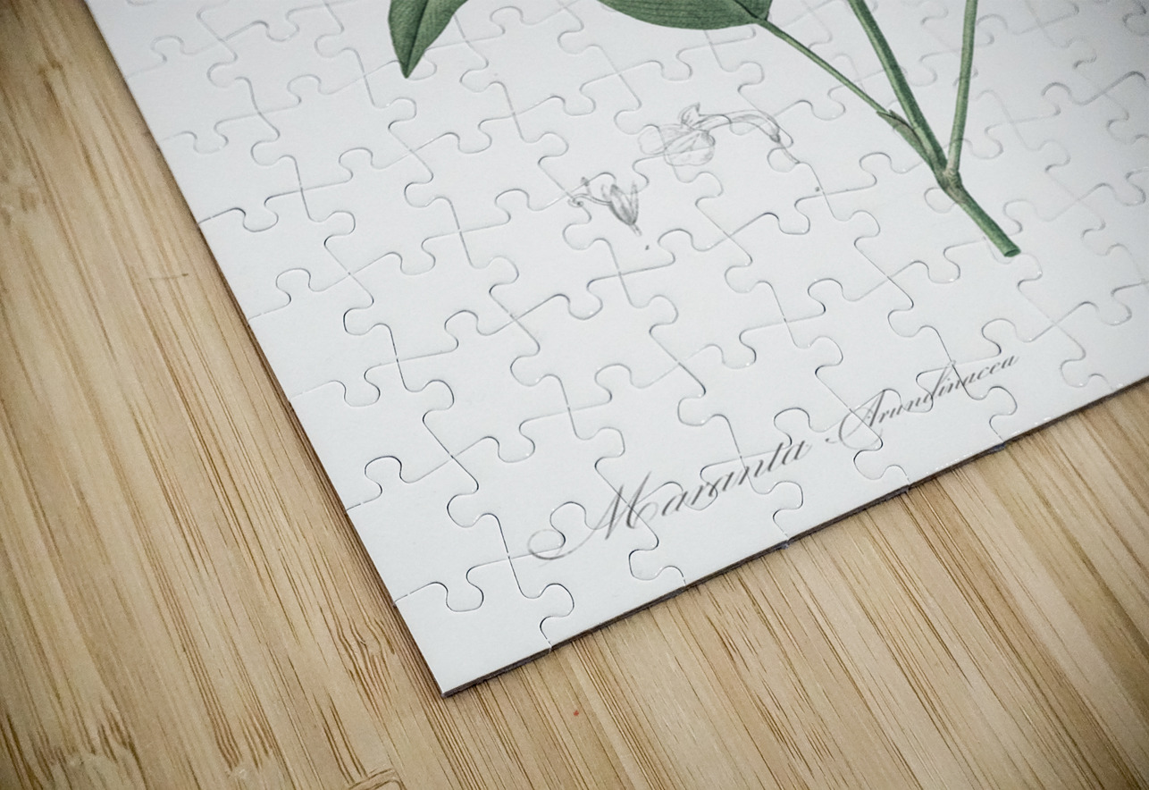 Maranta arundinacea illustration  IStockHistory com Puzzle
