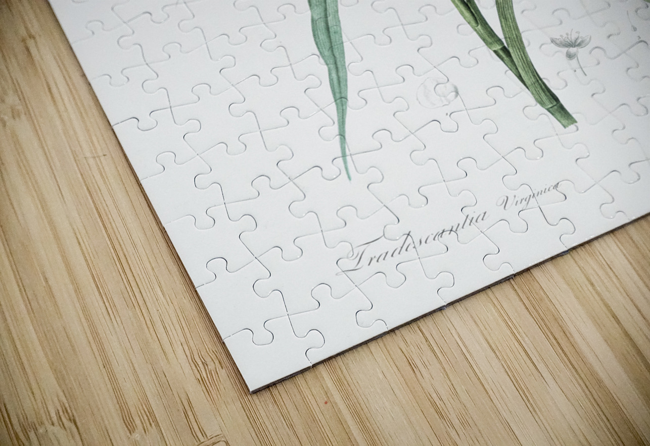 Virginia spiderwort illustration  IStockHistory com Puzzle