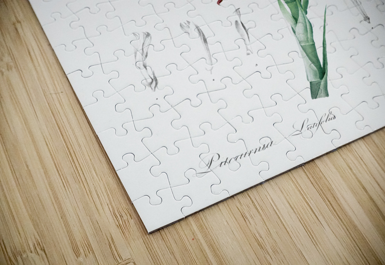 Pitcairnia latifolia illustration  IStockHistory com Puzzle