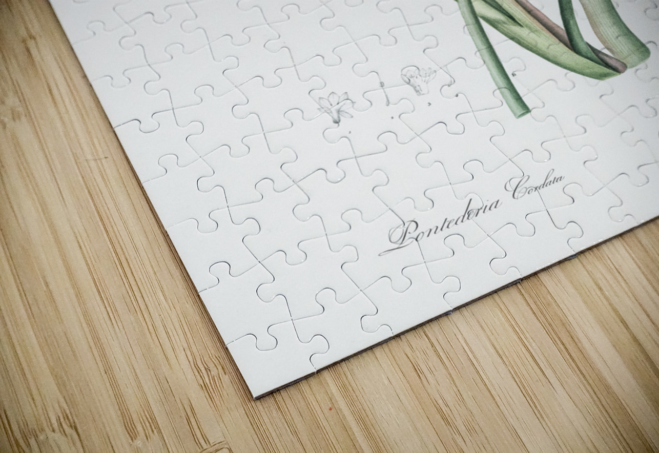 Pickerelweed illustration  IStockHistory com Puzzle