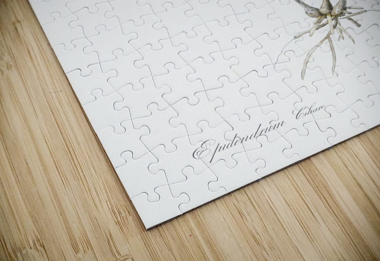 Fringed Star Orchid illustration  IStockHistory com Puzzle