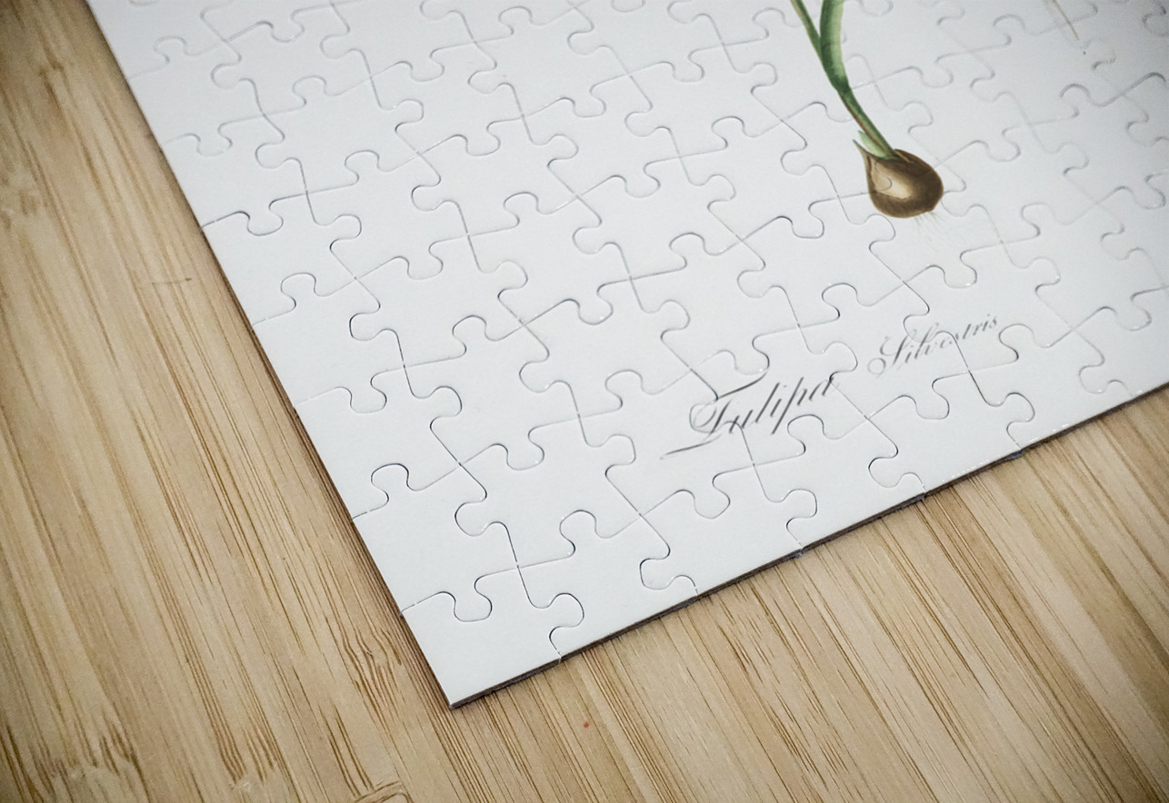 Tulipa sylvestris illustration  IStockHistory com Puzzle