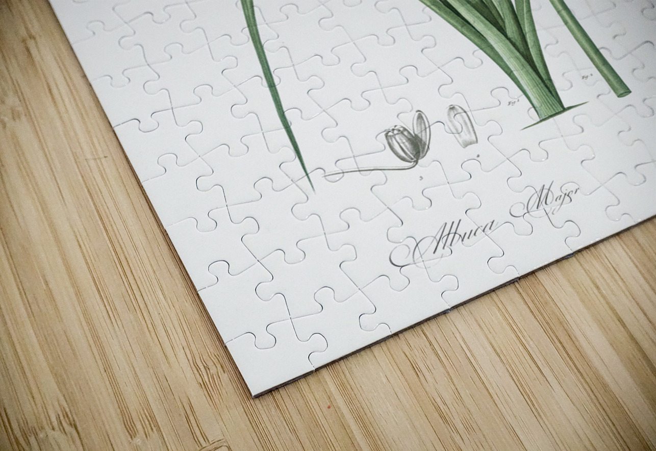 Slime Lily illustration  IStockHistory com Puzzle