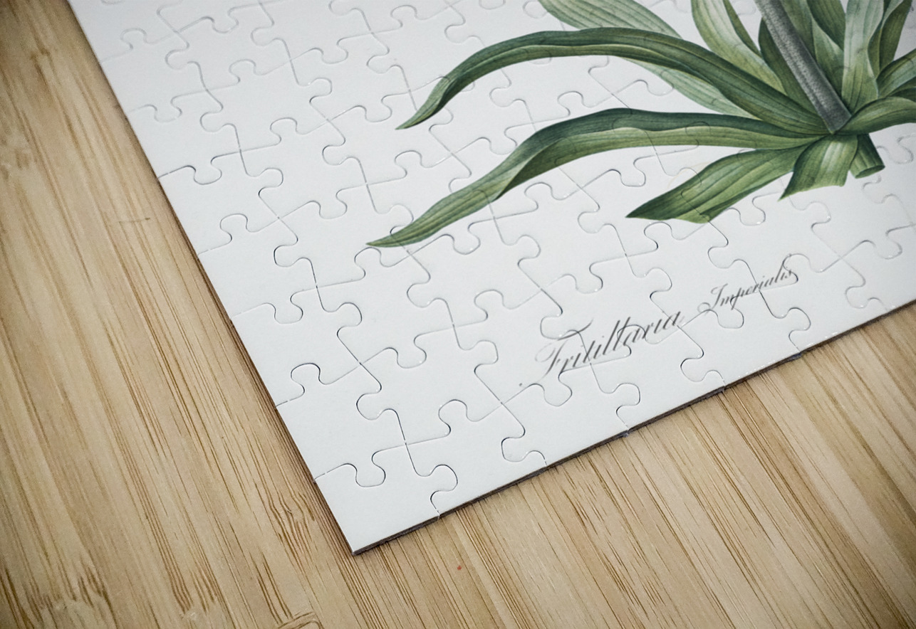 Fritillaries illustration  IStockHistory com Puzzle