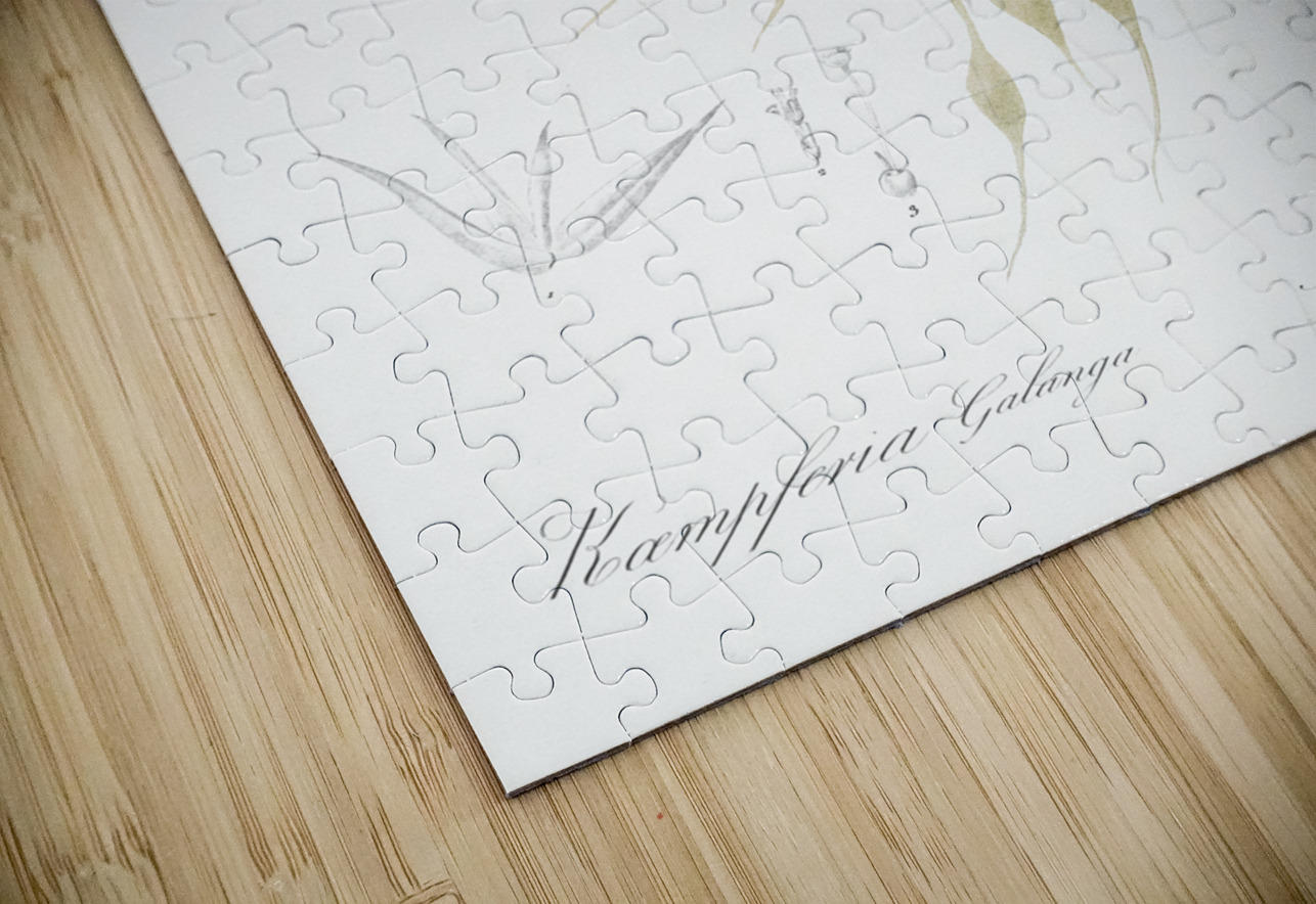 Sand ginger illustration  IStockHistory com Puzzle