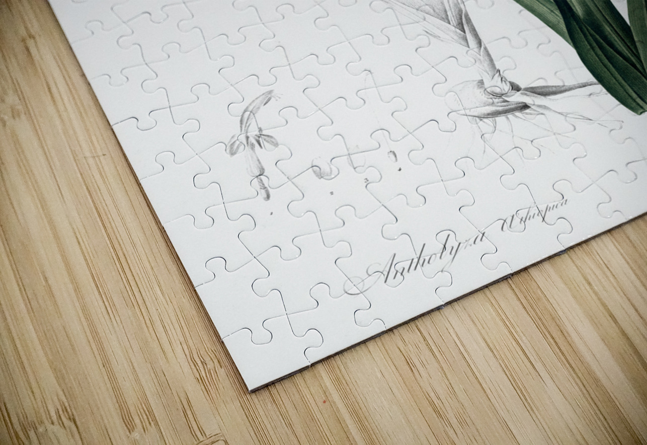 Antholyza aethiopica illustration  IStockHistory com Puzzle