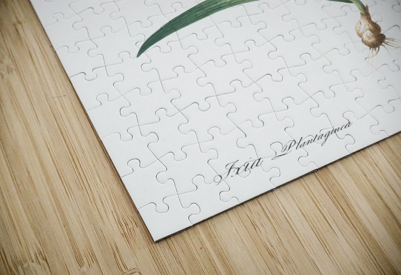 Ixia plantaginea illustration  IStockHistory com Puzzle