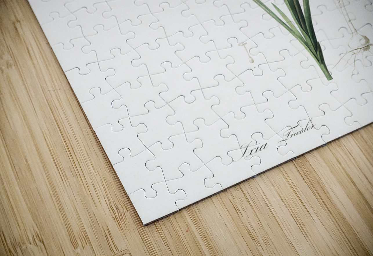 Ixia tricolor illustration  IStockHistory com Puzzle