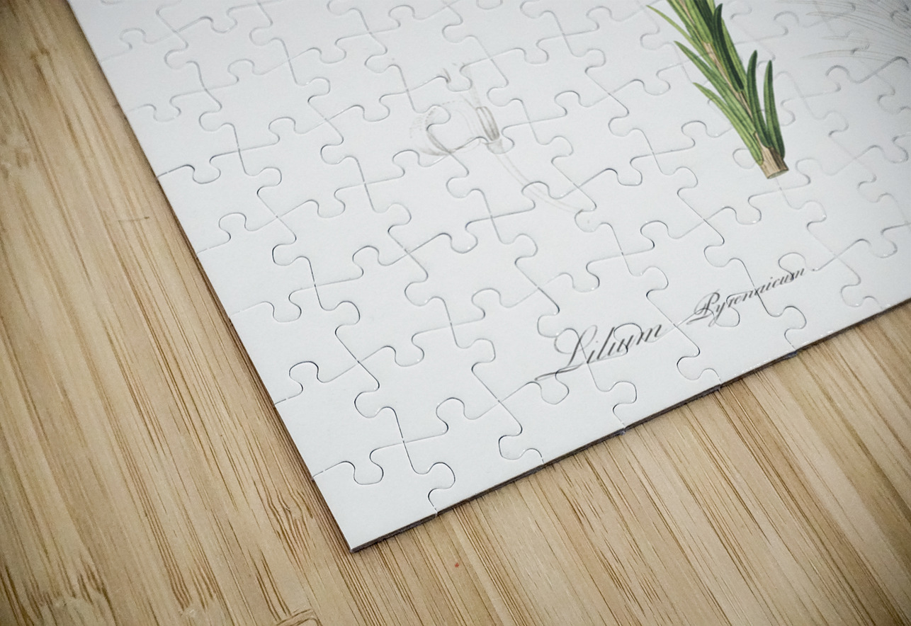 Lilium pyrenaicum illustration  IStockHistory com Puzzle