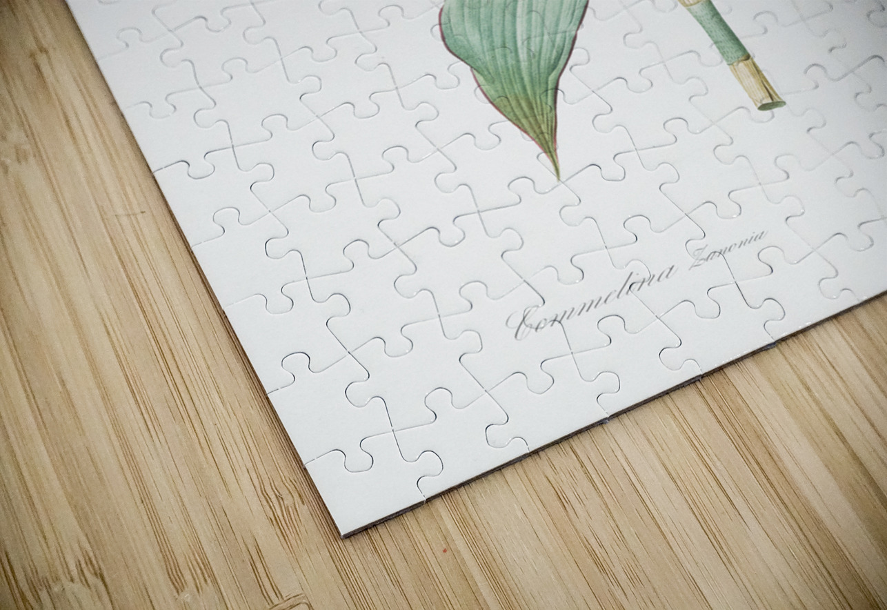 Commelina zanonia illustration  IStockHistory com Puzzle