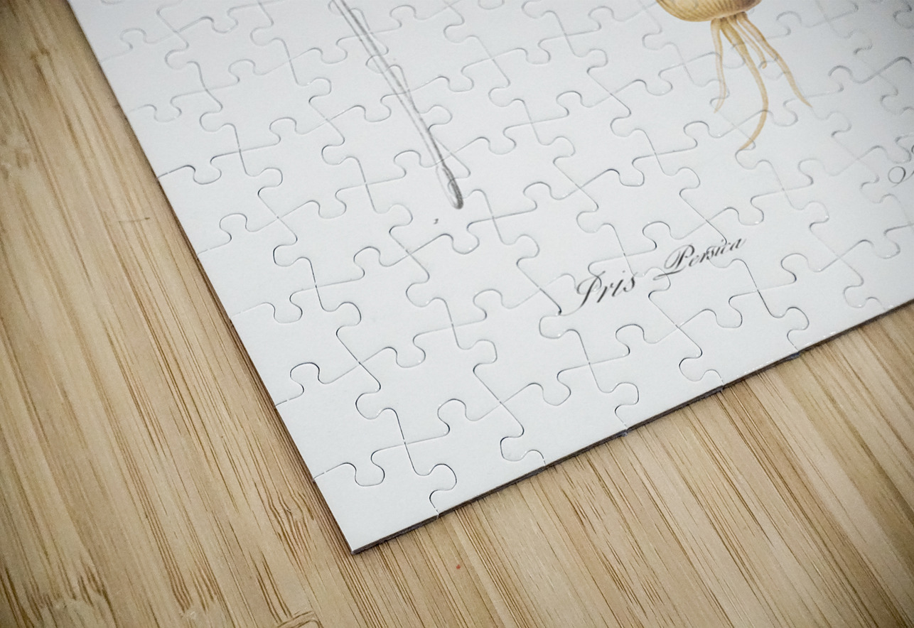 Iris Persica illustration  IStockHistory com Puzzle