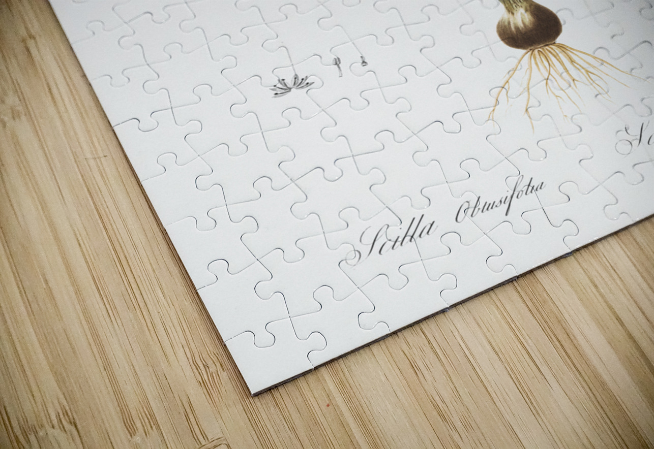 Scilla obtusifolia illustration  IStockHistory com Puzzle