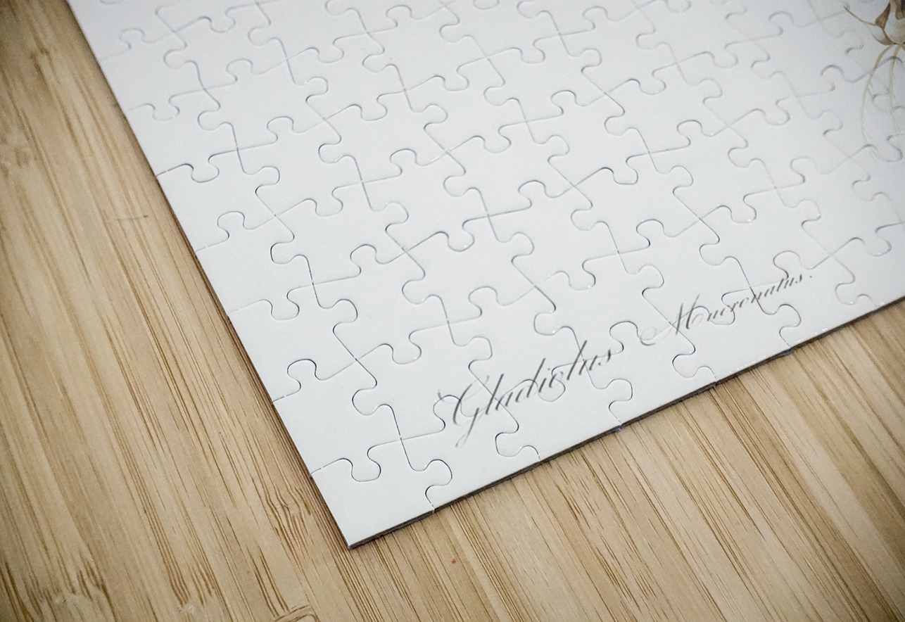 Gladiolus mucronatus illustration  IStockHistory com Puzzle