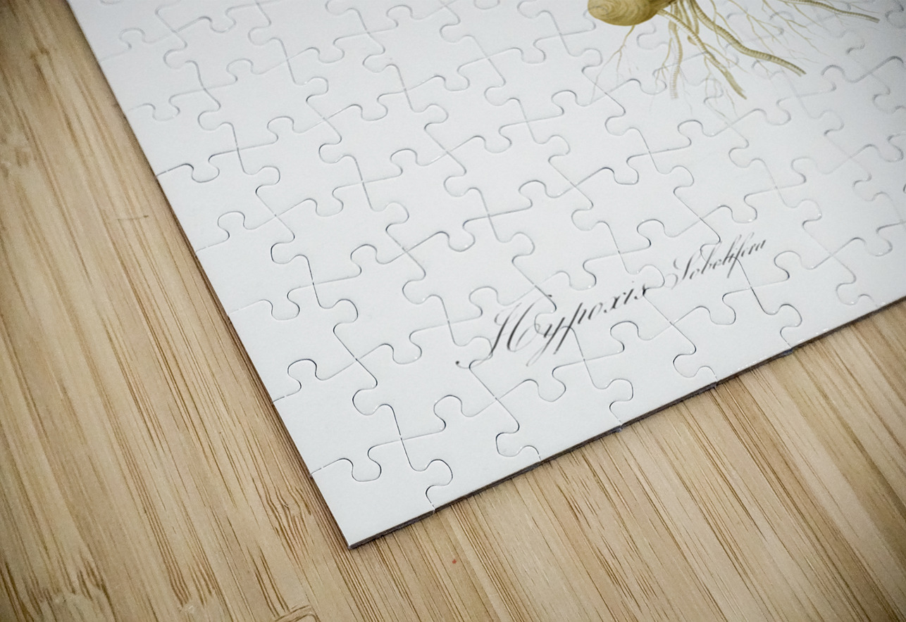 Gladiolus mucronatus illustration  IStockHistory com Puzzle