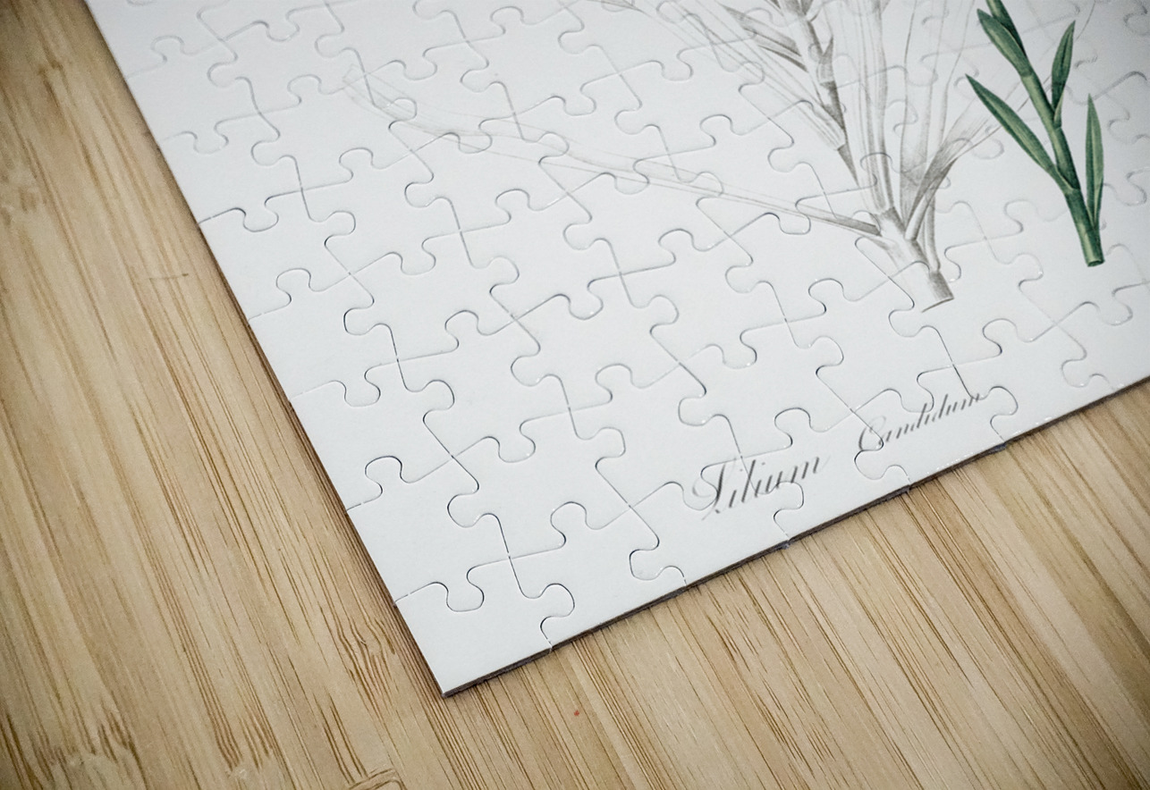 Madonna lily illustration  IStockHistory com Puzzle