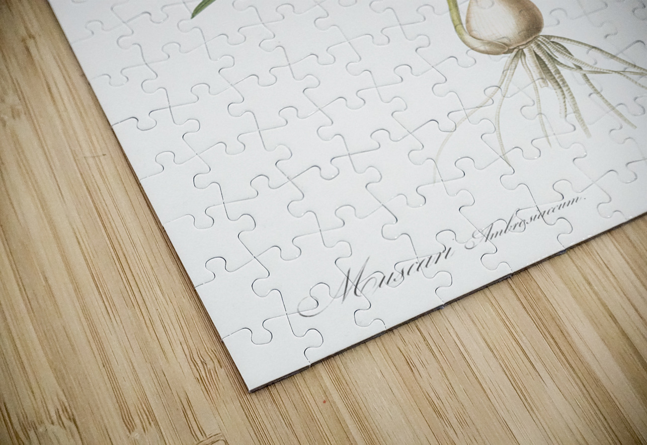 Muscari ambrosiacum illustration  IStockHistory com Puzzle