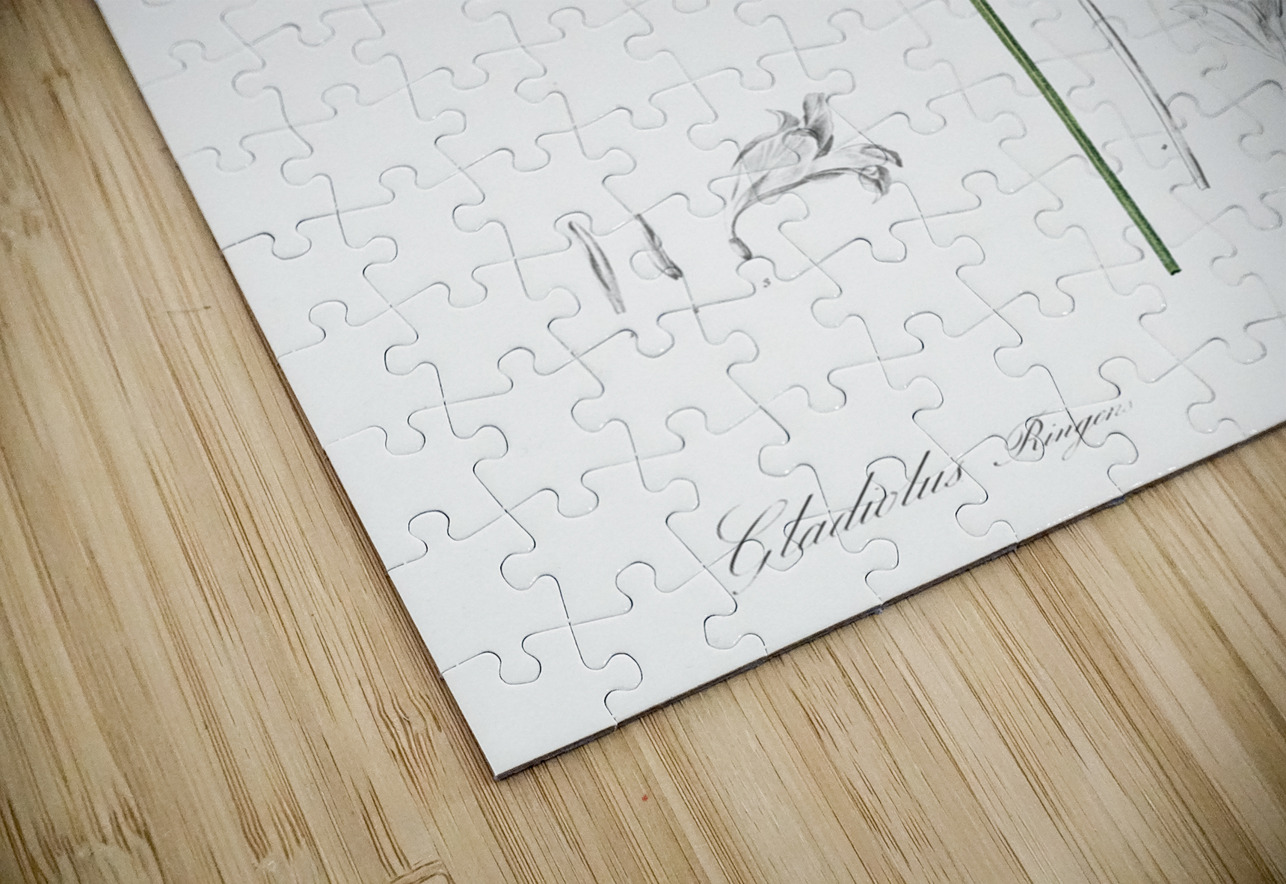 Gladiolus ringens illustration  IStockHistory com Puzzle