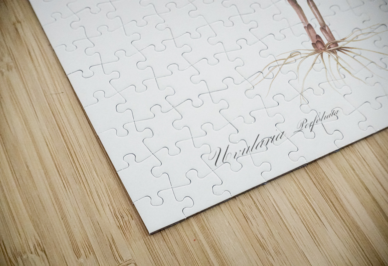 Uvularia perfoliata illustration  IStockHistory com Puzzle