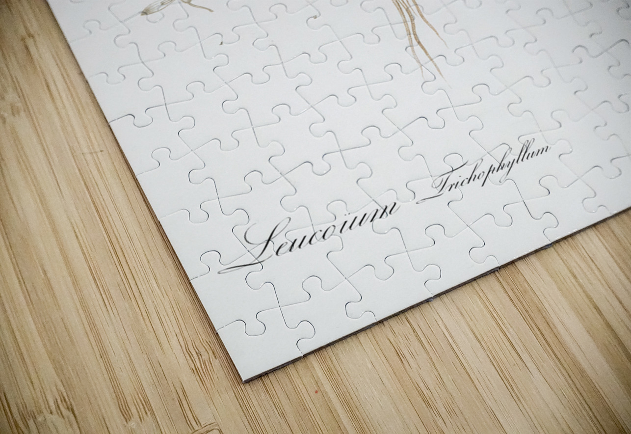 Leucoium trichophyllum illustration  IStockHistory com Puzzle