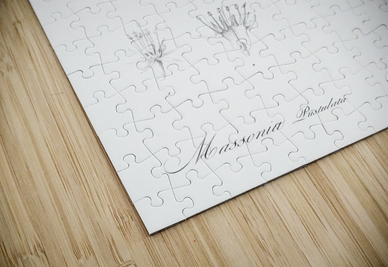 Massonia pustulata illustration  IStockHistory com Puzzle