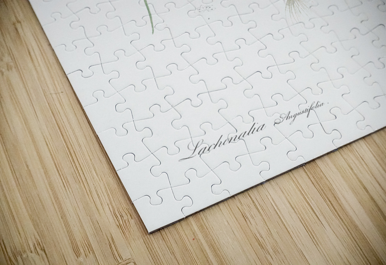 Lachenalia angustifolia illustration  IStockHistory com Puzzle