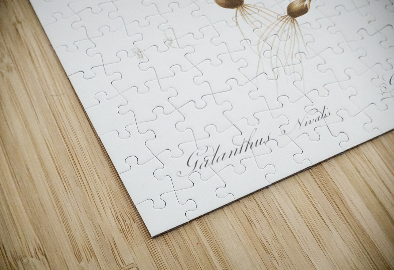 Snowdrop illustration  IStockHistory com Puzzle