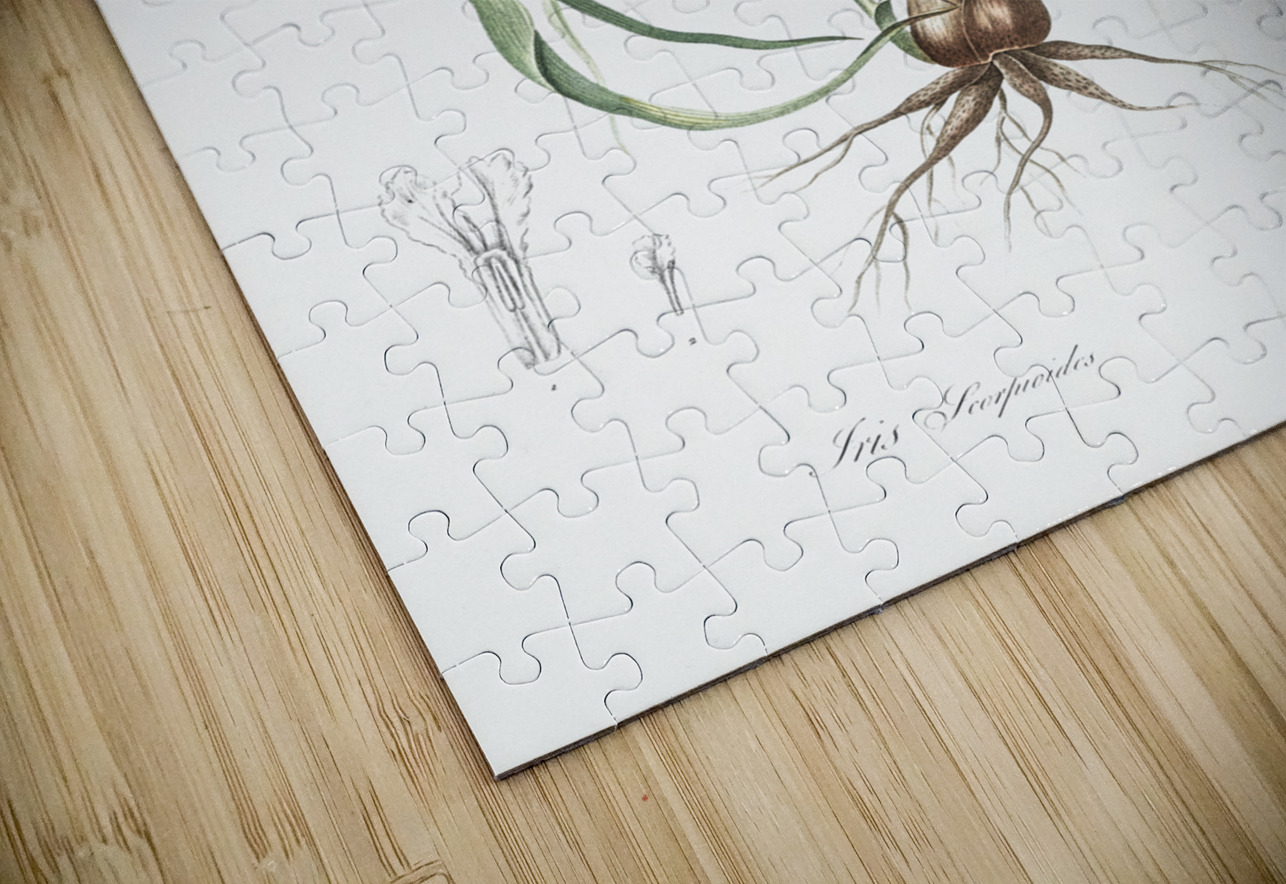 Iris scorpiodes illustration  IStockHistory com Puzzle