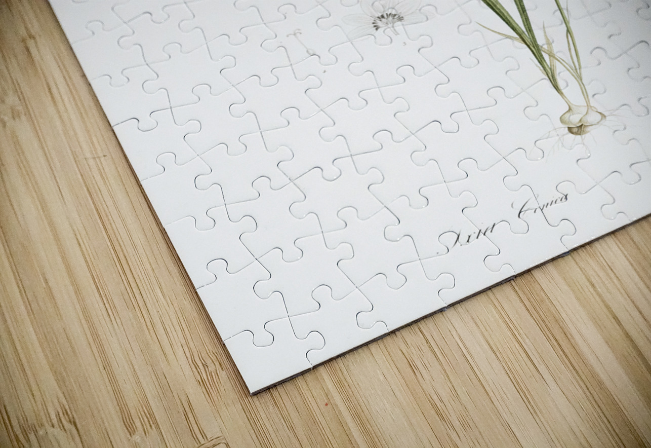 Ixia conica illustration  IStockHistory com Puzzle