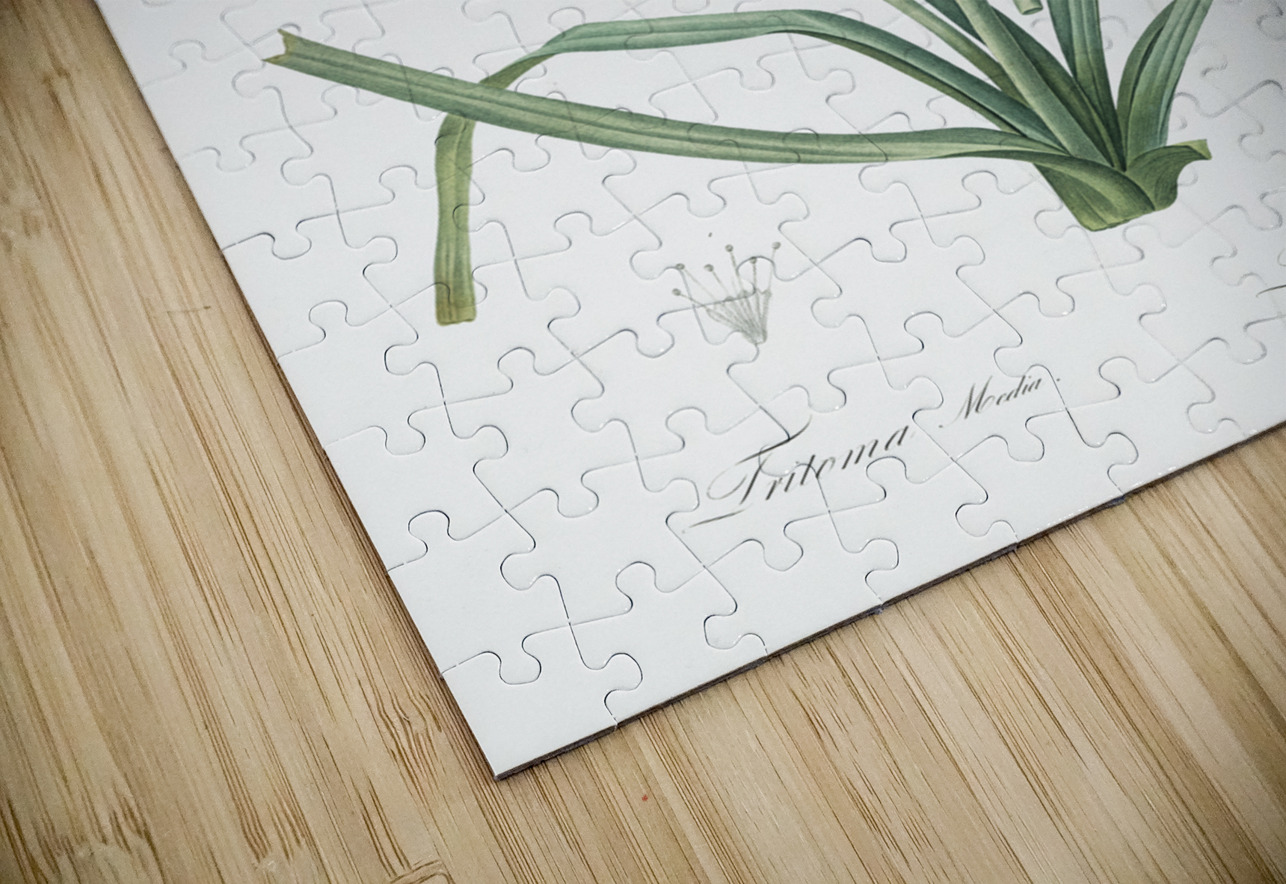 Redhot poker illustration  IStockHistory com Puzzle