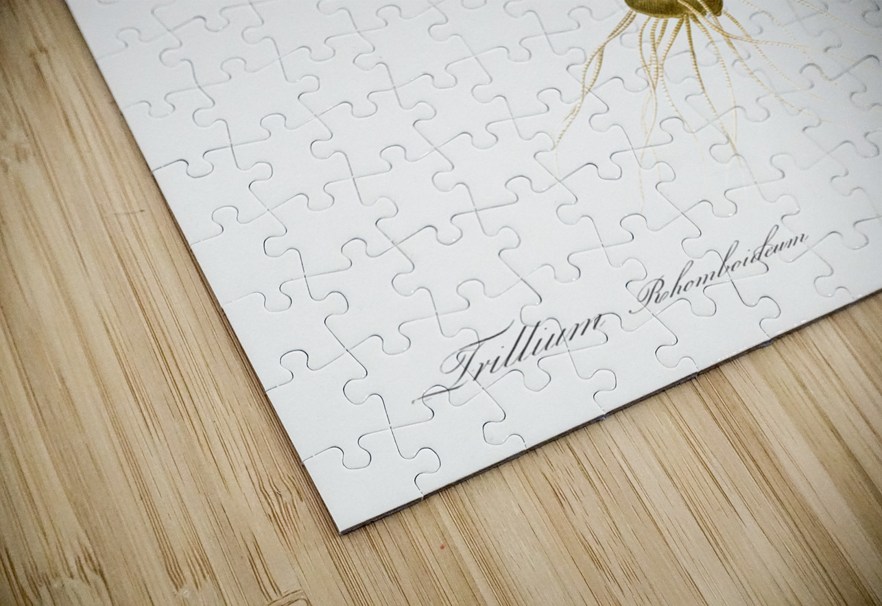 Trillium rhomboideum illustration  IStockHistory com Puzzle