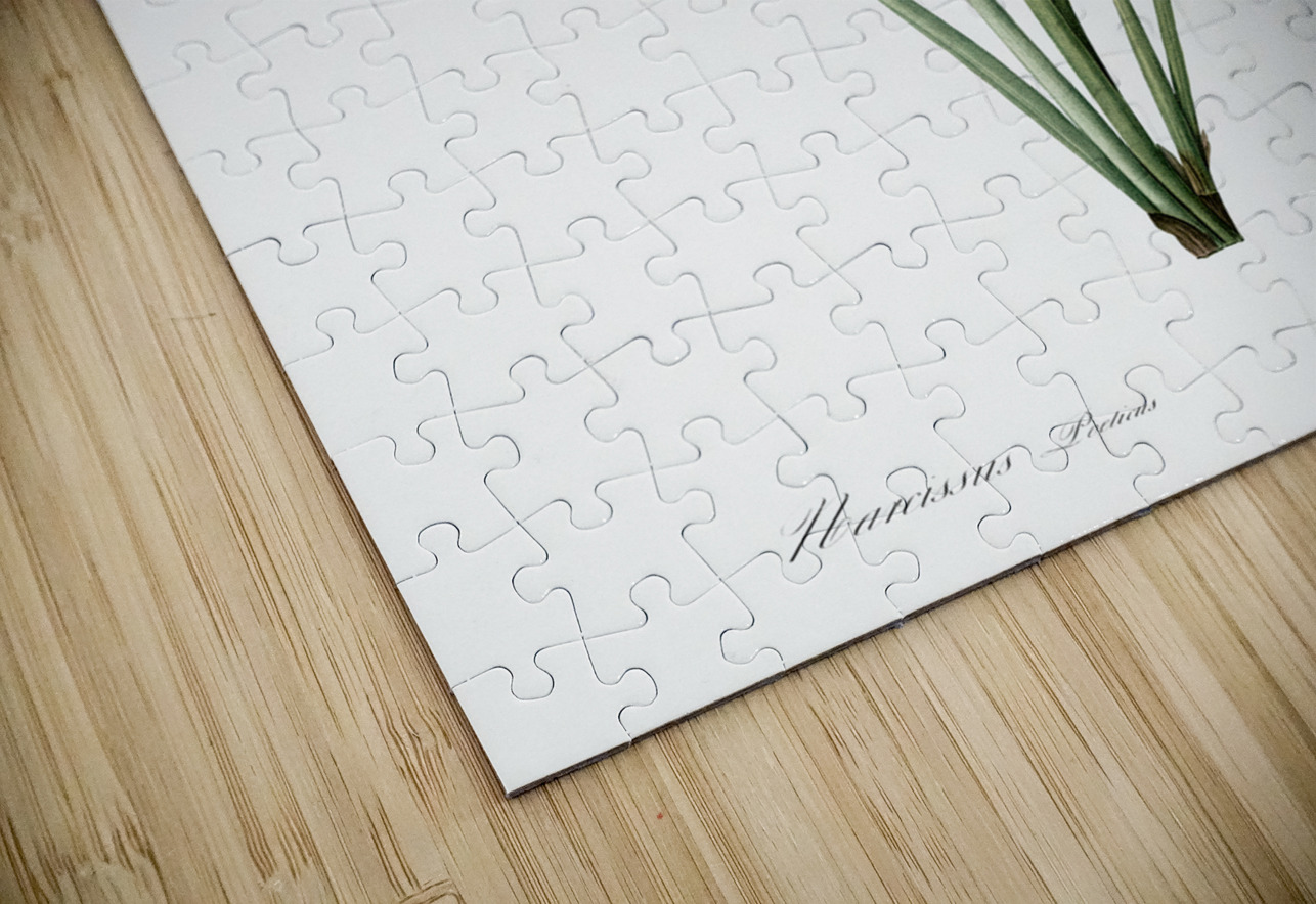 Narcissus poeticus illustration  IStockHistory com Puzzle