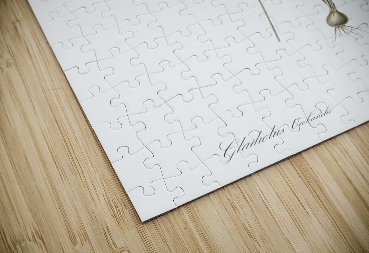 Gladiolus orobanche illustration  IStockHistory com Puzzle