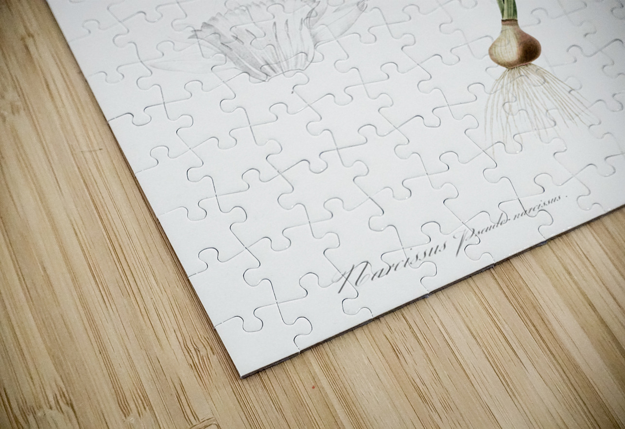 Lent lily illustration  IStockHistory com Puzzle