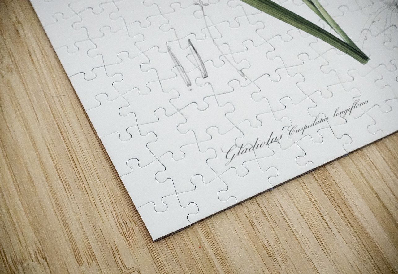 Gladiolus cuspidatus illustration  IStockHistory com Puzzle