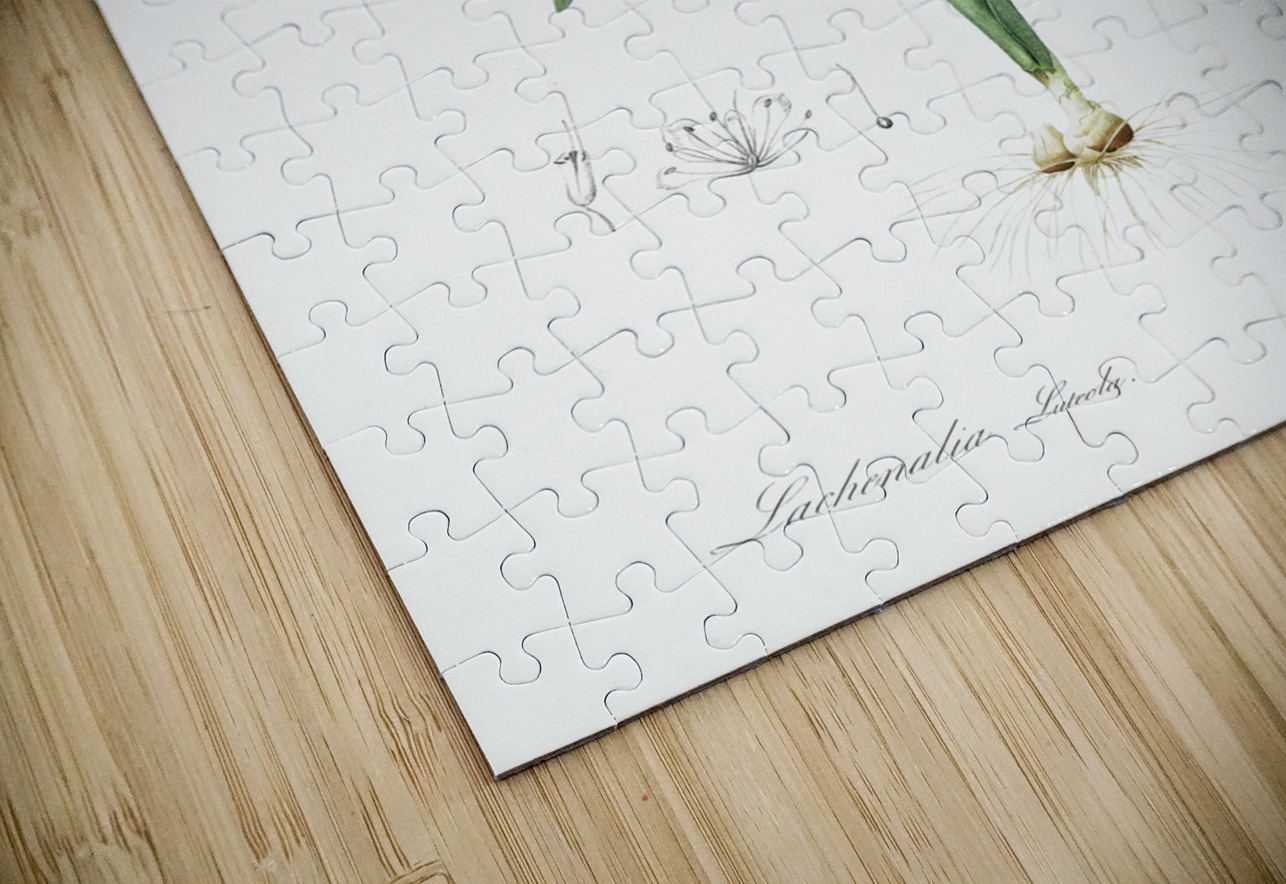 Opal flower illustration  IStockHistory com Puzzle