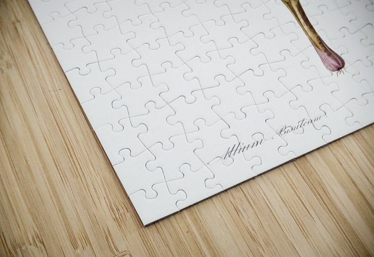 Autumn onion illustration  IStockHistory com Puzzle