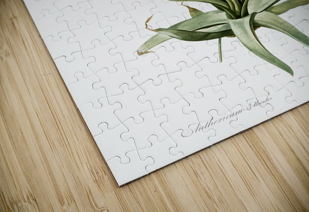 Bulbine illustration  IStockHistory com Puzzle