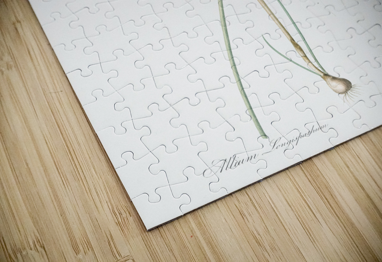 Pale garlic illustration  IStockHistory com Puzzle