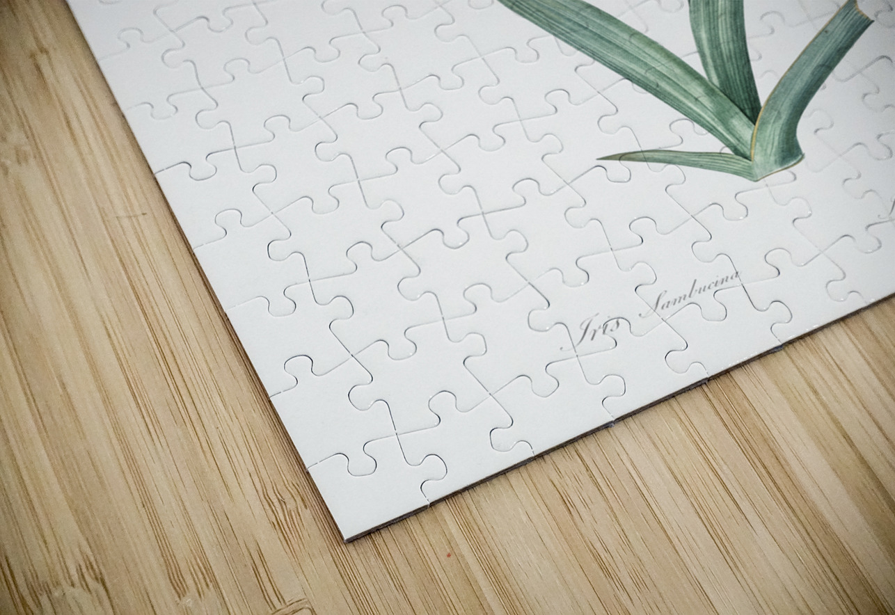 Elder scented iris illustration  IStockHistory com Puzzle