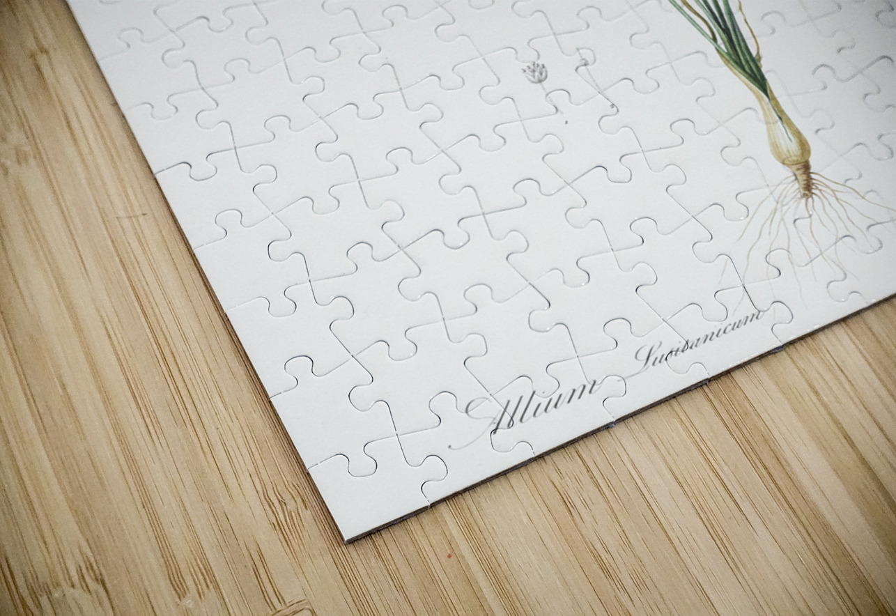 Mountain garlic illustration  IStockHistory com Puzzle