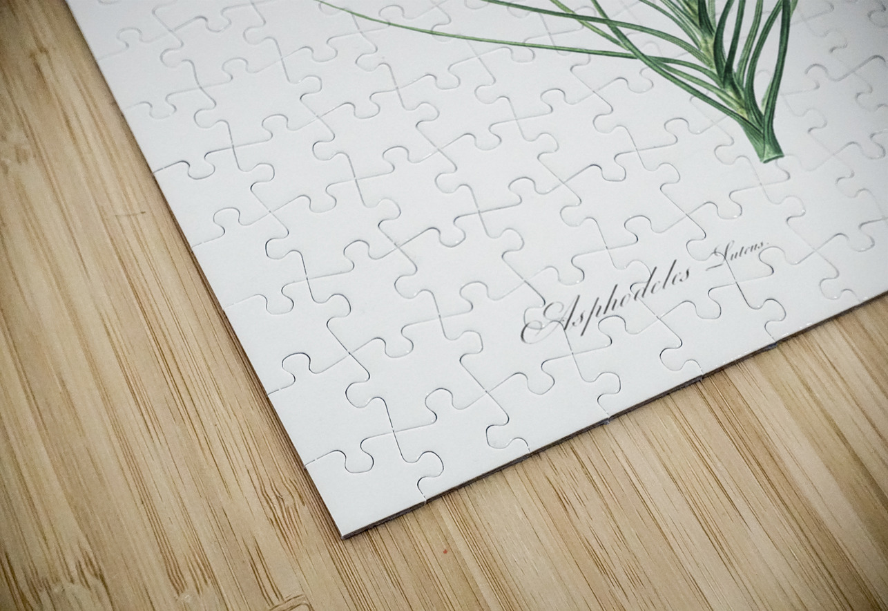 Yellow Asphodel illustration  IStockHistory com Puzzle