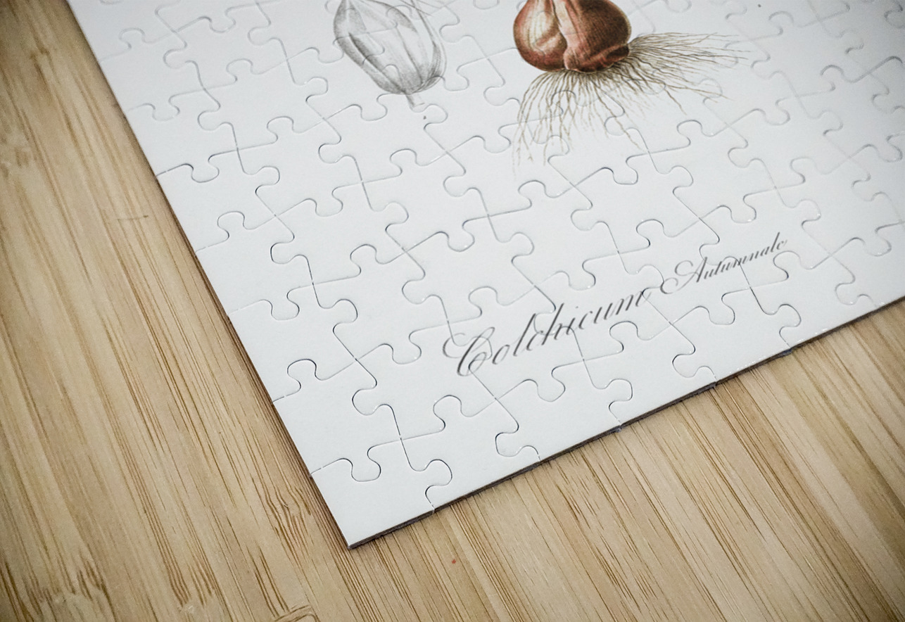 Autumn crocus illustration  IStockHistory com Puzzle