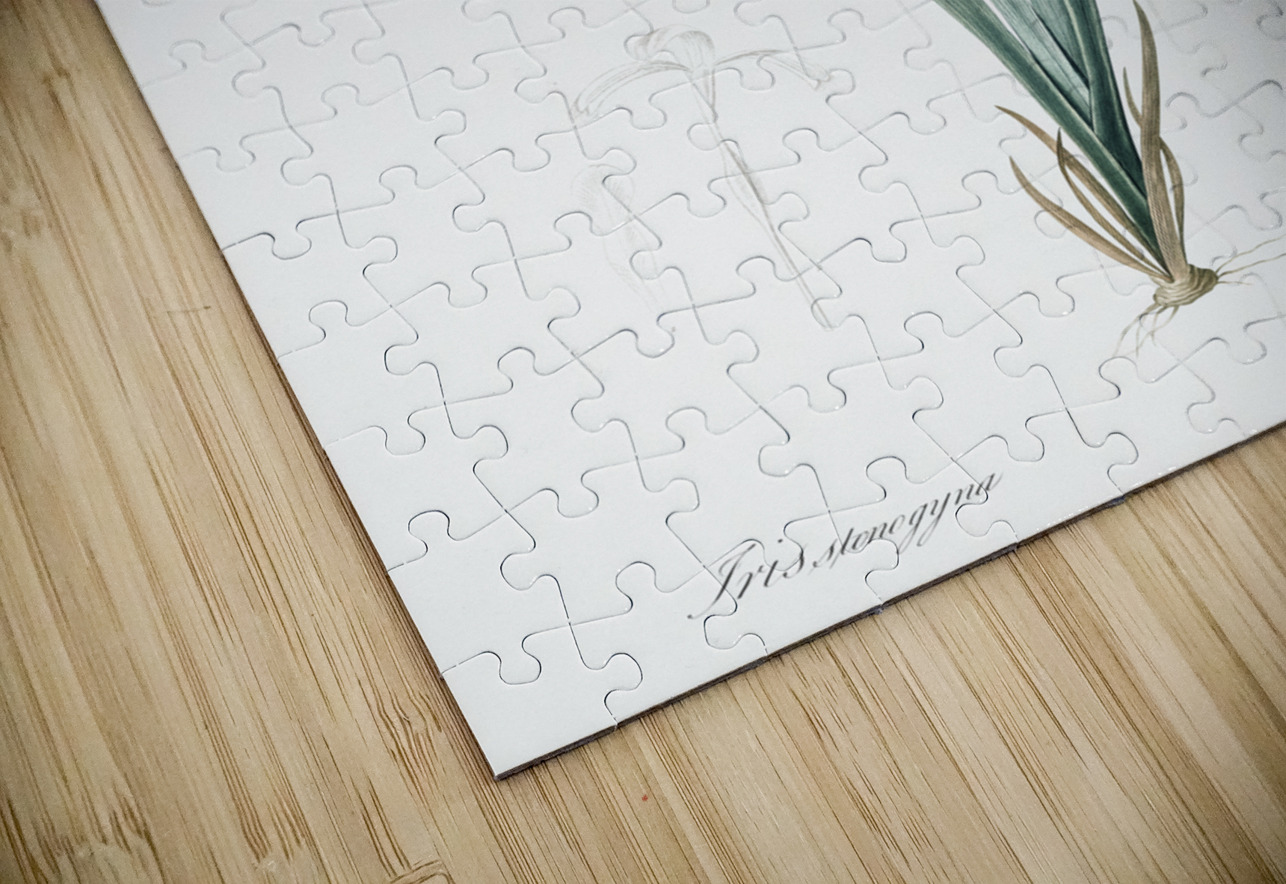 Yellow banded iris illustration  IStockHistory com Puzzle