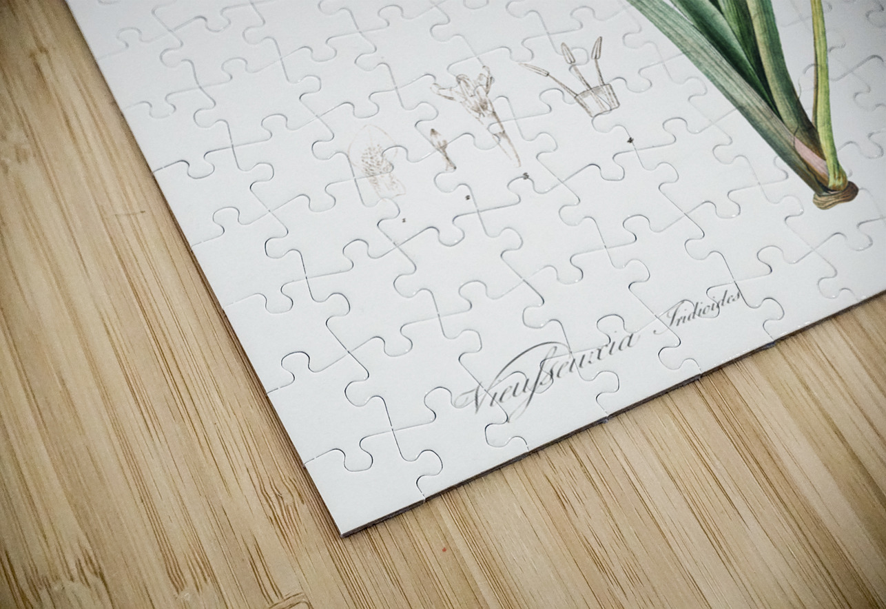 Yellow iris illustration  IStockHistory com Puzzle