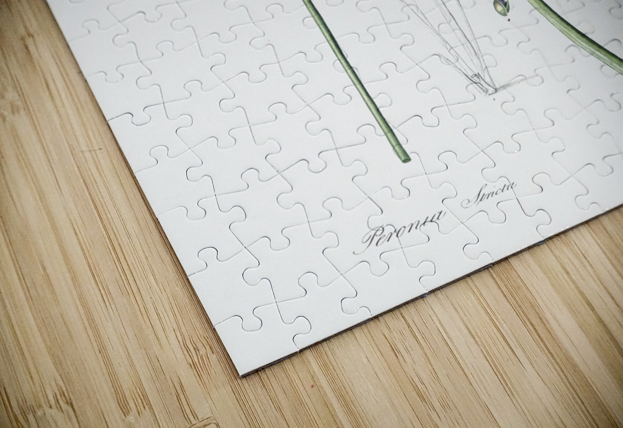 Powdery alligator-flag illustration  IStockHistory com Puzzle