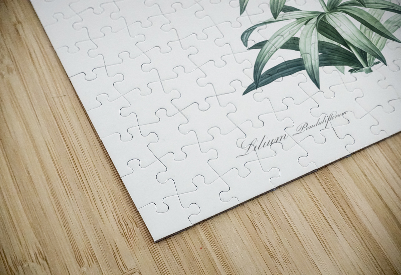 Canada lily illustration  IStockHistory com Puzzle